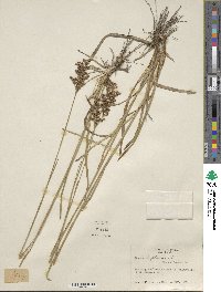 Juncus biflorus image