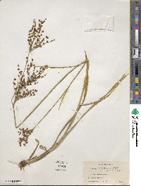 Juncus biflorus image