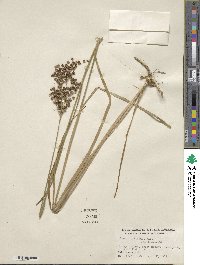 Juncus biflorus image