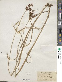 Juncus biflorus image