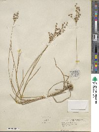 Juncus biflorus image