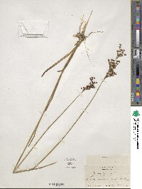 Juncus biflorus image