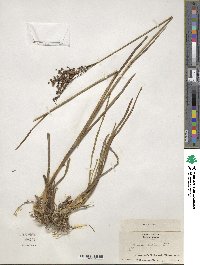 Juncus biflorus image