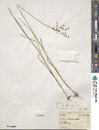 Juncus biflorus image