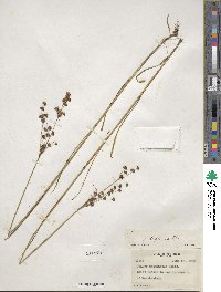 Juncus biflorus image