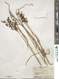 Juncus biflorus image