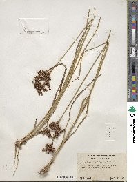 Juncus biflorus image