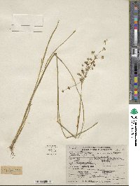 Juncus biflorus image