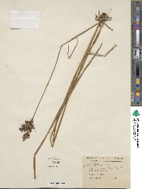 Juncus biflorus image