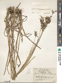 Juncus biflorus image