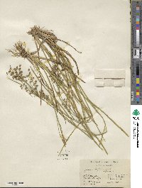 Juncus biflorus image