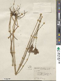 Juncus biflorus image