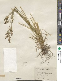 Juncus biflorus image