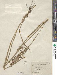 Juncus biflorus image