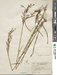 Juncus biflorus image