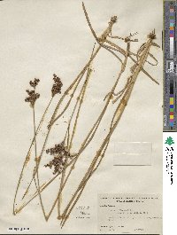 Juncus biflorus image