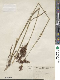 Juncus biflorus image