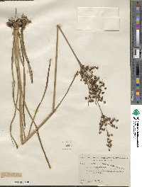 Juncus biflorus image