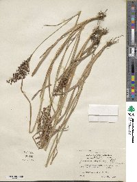 Juncus biflorus image