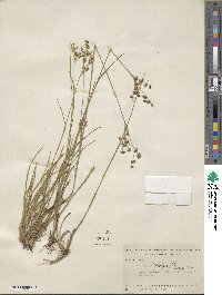 Juncus biflorus image