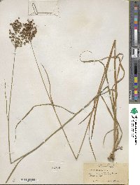 Juncus biflorus image