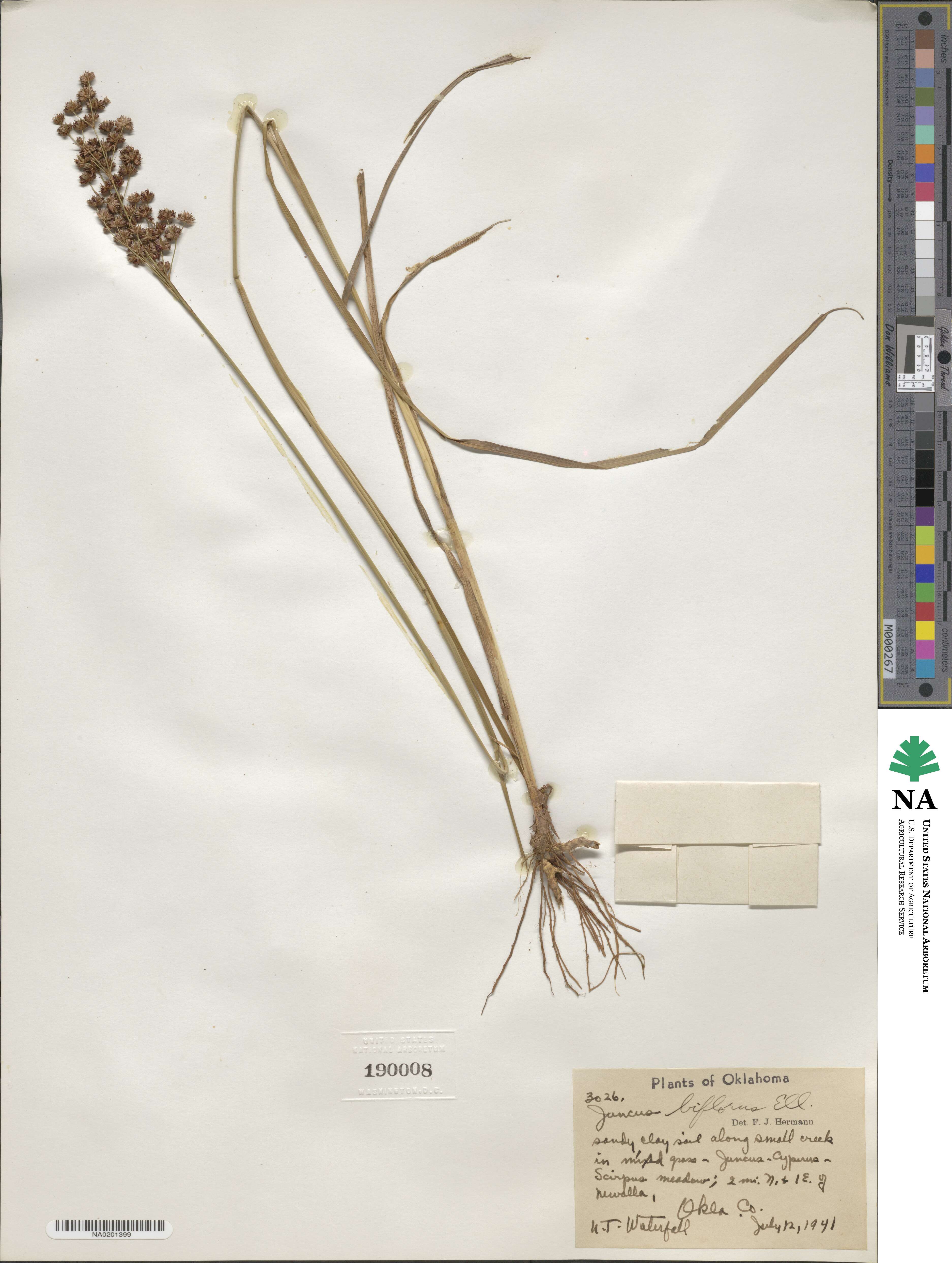 Juncus biflorus image