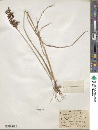 Juncus biflorus image