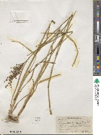 Juncus biflorus image