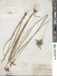 Juncus biflorus image