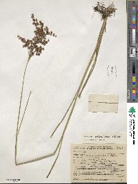 Juncus biflorus image