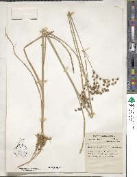 Juncus biflorus image