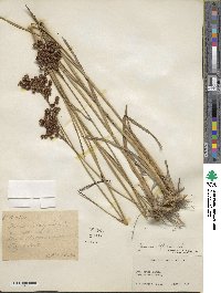 Juncus biflorus image