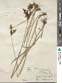 Juncus biflorus image