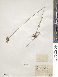 Image of Juncus brachycephalus