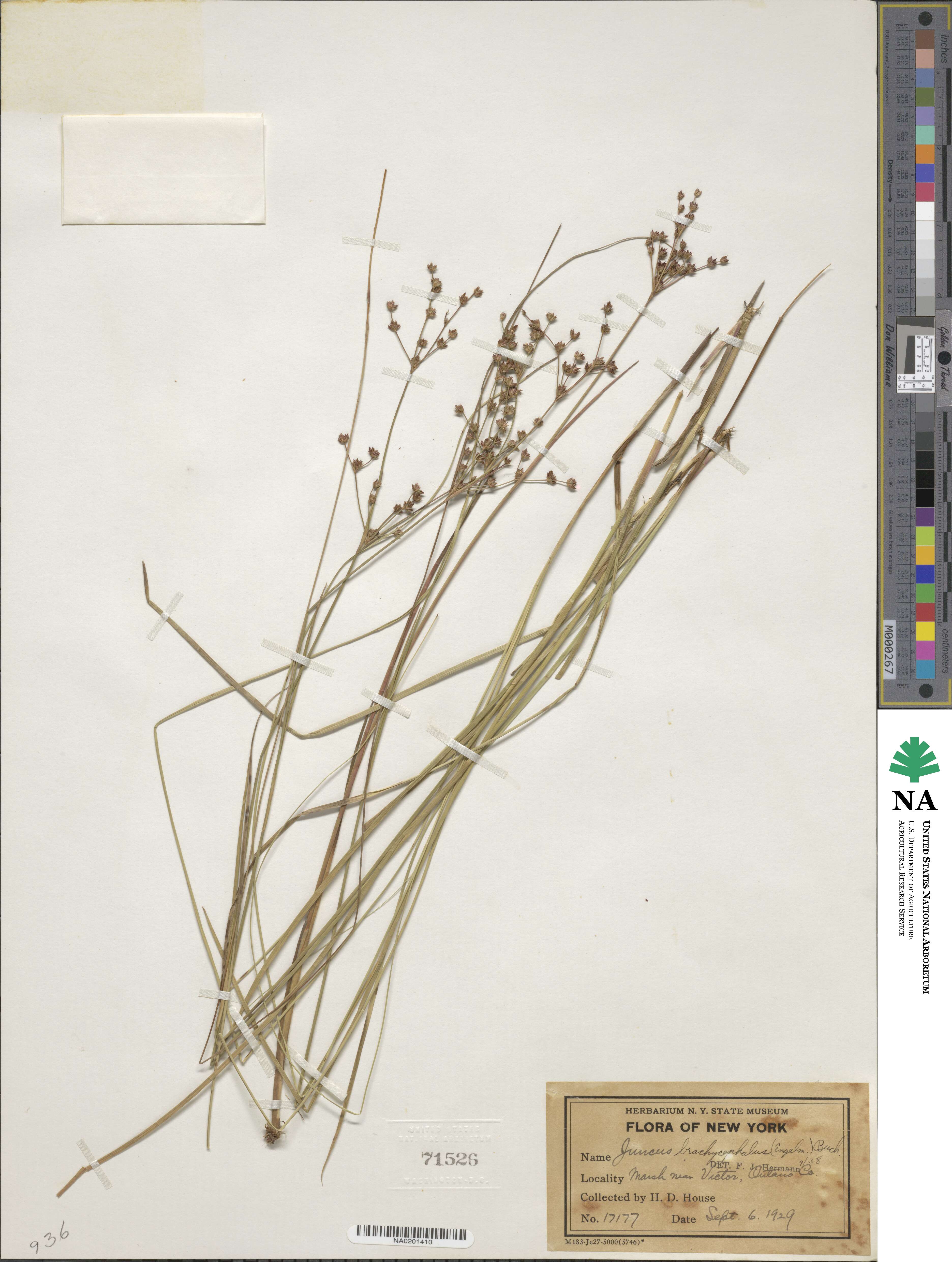 Juncus brachycephalus image