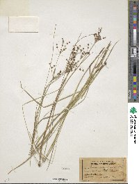 Juncus brachycephalus image