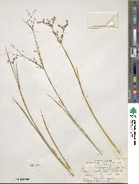 Juncus brachycephalus image