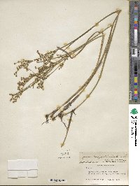 Juncus brachycephalus image