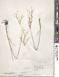 Juncus brachycephalus image