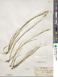 Juncus brachycephalus image