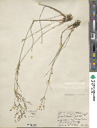 Juncus brachycephalus image