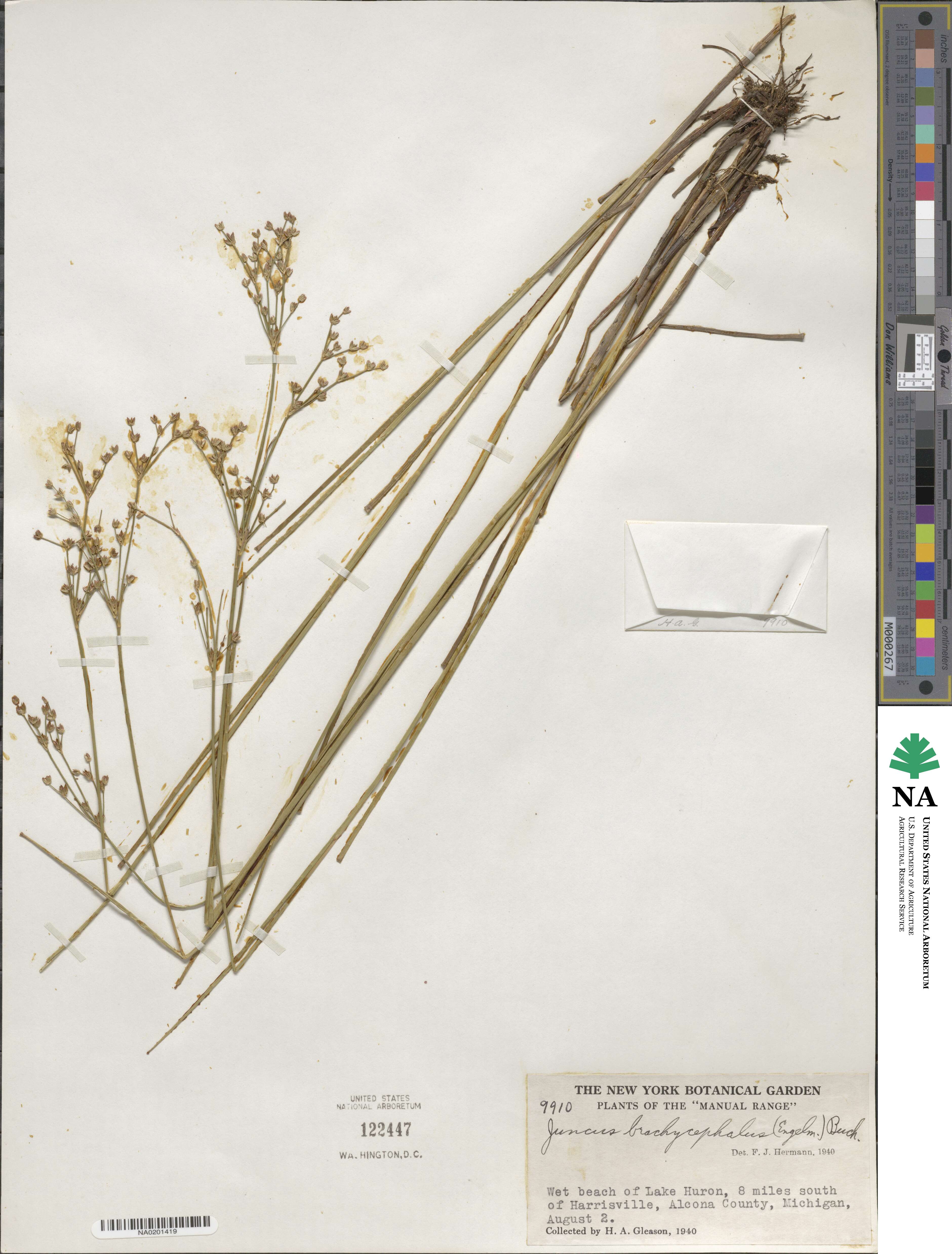 Juncus brachycephalus image