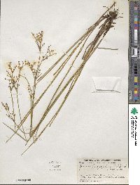 Juncus brachycephalus image