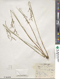 Juncus brachycephalus image