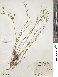 Juncus brachycephalus image