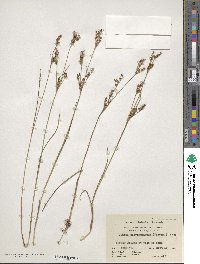 Image of Juncus brevicaudatus