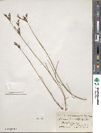 Juncus brevicaudatus image