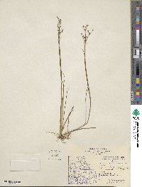 Juncus brevicaudatus image