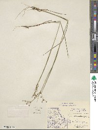 Juncus brevicaudatus image