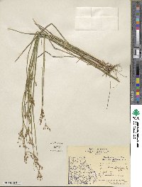 Juncus brevicaudatus image